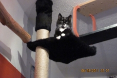Katzen-Klettersysteme